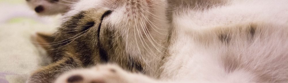 animal-cat-face-close-up-feline-416160